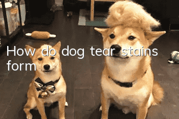 How do dog tear stains form?