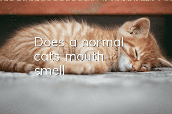 Does a normal cat's mouth smell?