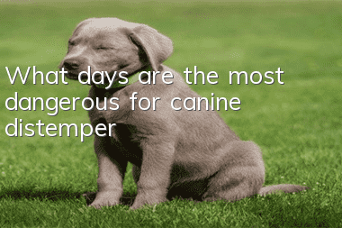 What days are the most dangerous for canine distemper?