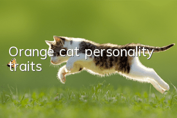 Orange cat personality traits