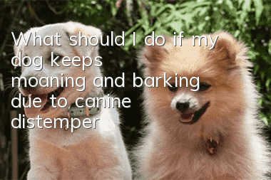 What should I do if my dog keeps moaning and barking due to canine distemper?