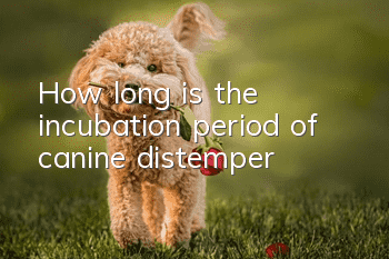 How long is the incubation period of canine distemper?