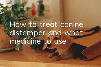 How to treat canine distemper and what medicine to use