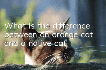What is the difference between an orange cat and a native cat?