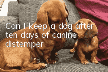 Can I keep a dog after ten days of canine distemper?