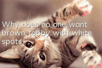 Why does no one want brown tabby with white spots?