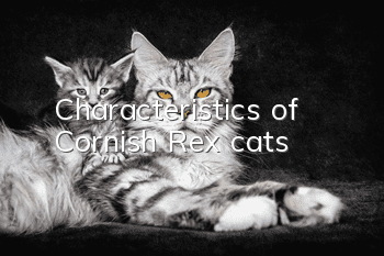Characteristics of Cornish Rex cats