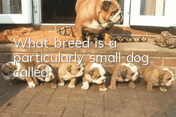 What breed is a particularly small dog called?