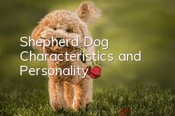 Shepherd Dog Characteristics and Personality