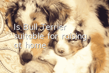 Is Bull Terrier suitable for raising at home?