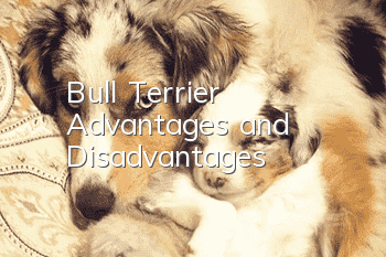 Bull Terrier Advantages and Disadvantages