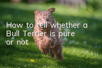How to tell whether a Bull Terrier is pure or not?