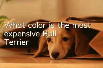 What color is the most expensive Bull Terrier?