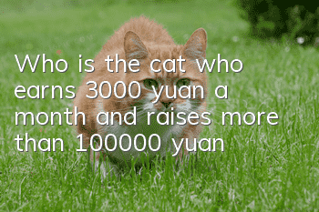 Who is the cat who earns 3,000 yuan a month and raises more than 100,000 yuan?