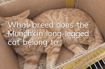 What breed does the Munchkin long-legged cat belong to?