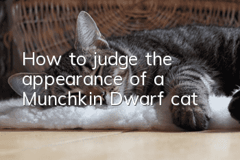 How to judge the appearance of a Munchkin Dwarf cat
