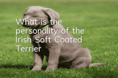 What is the personality of the Irish Soft Coated Terrier?