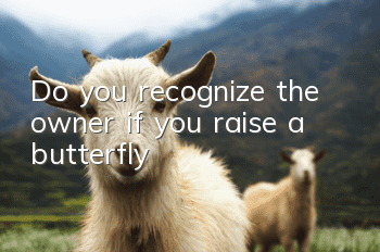 Do you recognize the owner if you raise a butterfly?