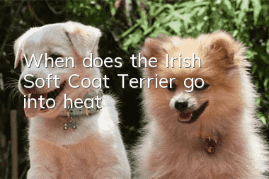 When does the Irish Soft Coat Terrier go into heat?