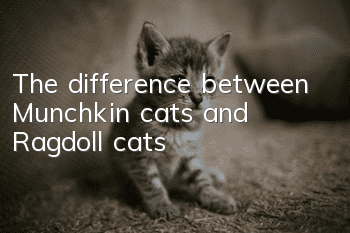 The difference between Munchkin cats and Ragdoll cats