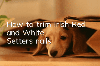 How to trim Irish Red and White Setter's nails