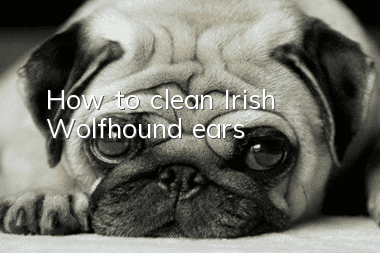 How to clean Irish Wolfhound ears
