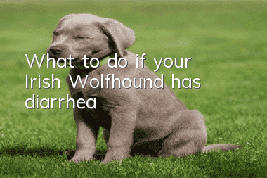 What to do if your Irish Wolfhound has diarrhea