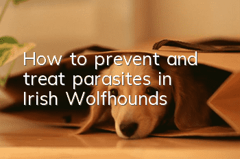 How to prevent and treat parasites in Irish Wolfhounds