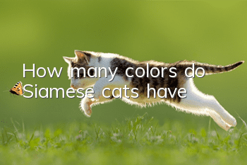 How many colors do Siamese cats have?