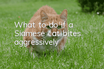What to do if a Siamese cat bites aggressively