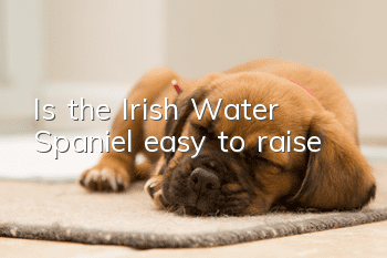 Is the Irish Water Spaniel easy to raise?