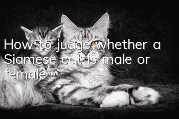 How to judge whether a Siamese cat is male or female