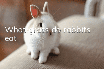 What grass do rabbits eat?