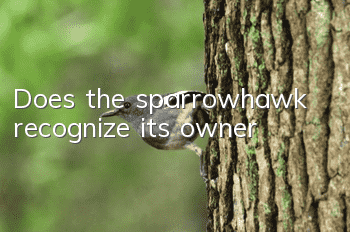 Does the sparrowhawk recognize its owner?
