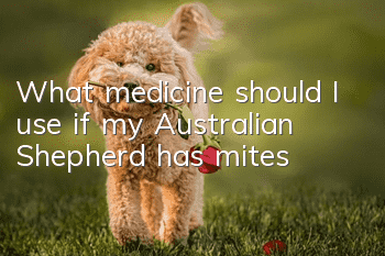 What medicine should I use if my Australian Shepherd has mites?
