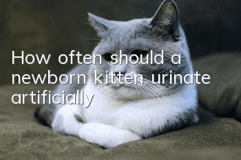 How often should a newborn kitten urinate artificially?