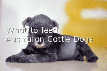 What to feed Australian Cattle Dogs