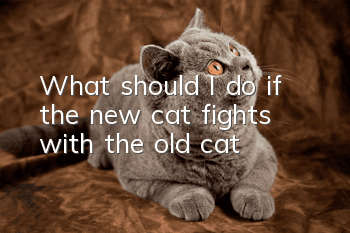 What should I do if the new cat fights with the old cat?
