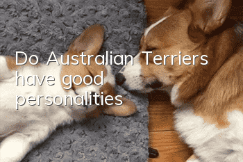 Do Australian Terriers have good personalities?