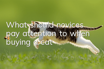 What should novices pay attention to when buying a cat?