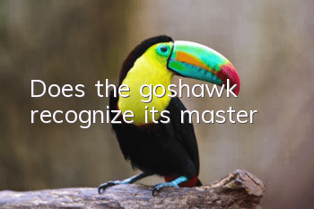 Does the goshawk recognize its master?