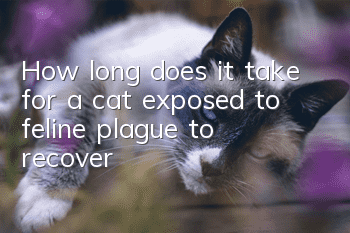 How long does it take for a cat exposed to feline plague to recover?
