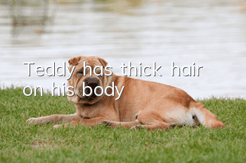 Teddy has thick hair on his body