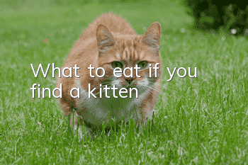 What to eat if you find a kitten