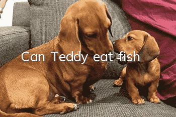 Can Teddy eat fish?