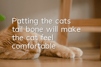 Patting the cat’s tail bone will make the cat feel comfortable