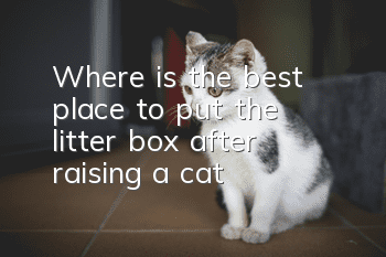 Where is the best place to put the litter box after raising a cat?
