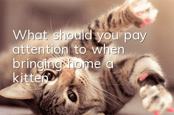 What should you pay attention to when bringing home a kitten?