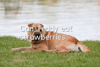 Can Teddy eat strawberries?