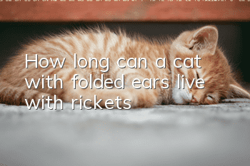How long can a cat with folded ears live with rickets?